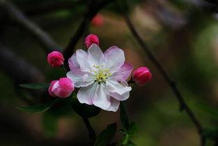 海棠在线观看,沉浸式观赏,尽享春日海棠盛宴 第2张 海棠在线观看,沉浸式观赏,尽享春日海棠盛宴 第2张